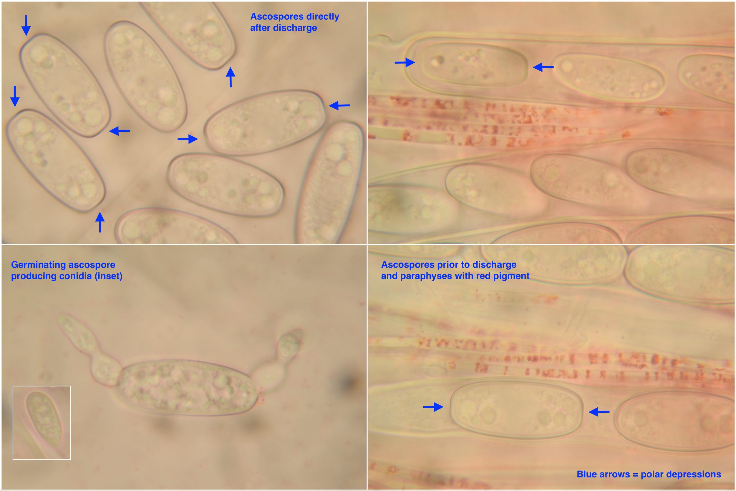  Scarlet Elfcup,  Sarcoscypha austriaca . Image copyright Nick Aplin ©. 