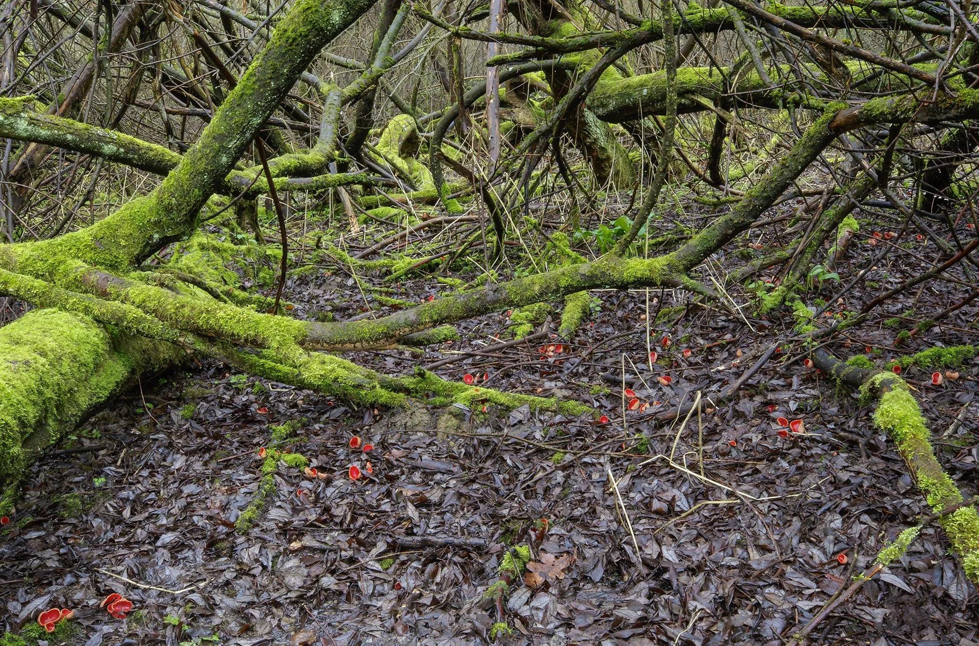  Scarlet Elfcup,  Sarcoscypha austriaca . 