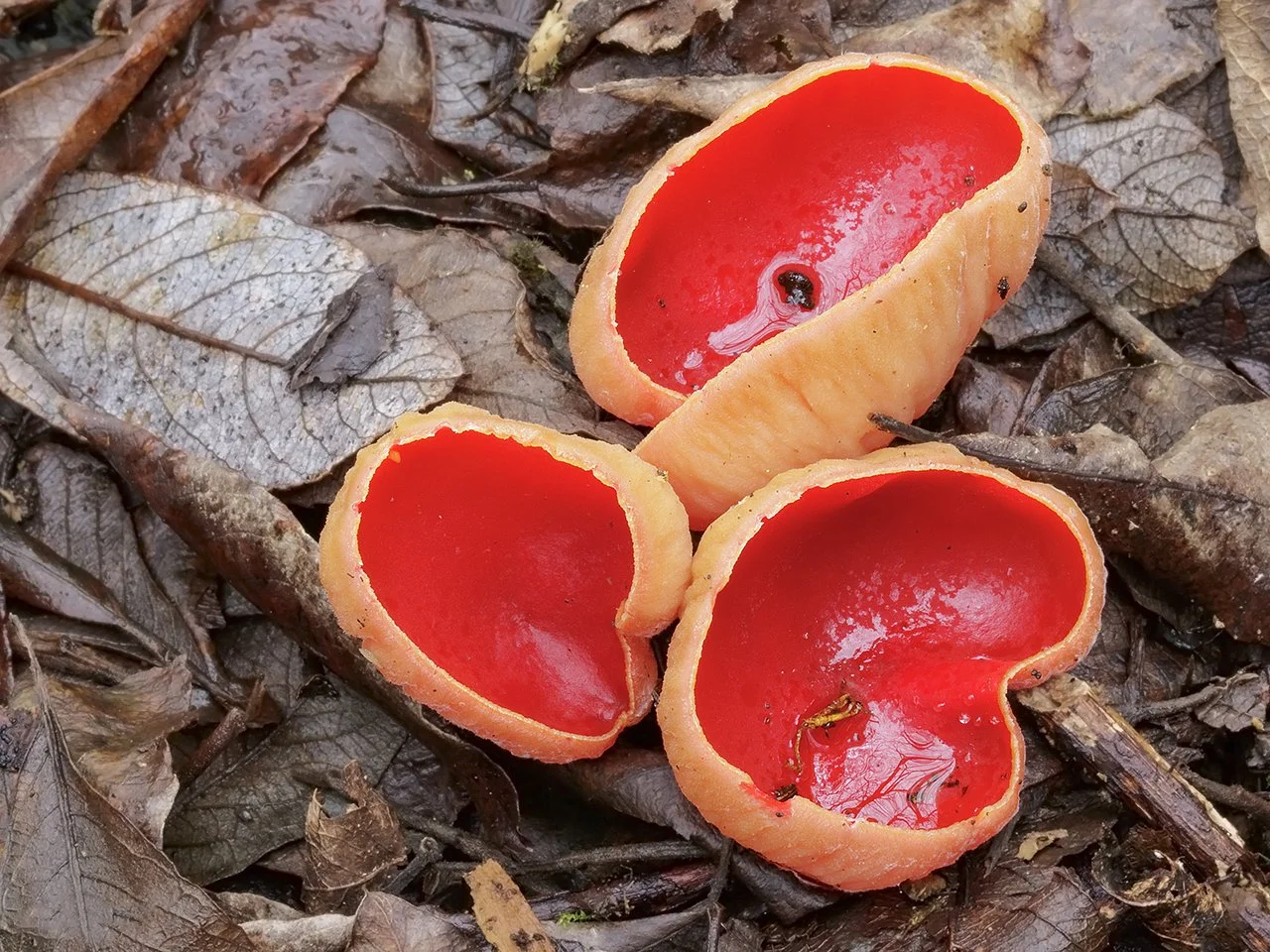  Scarlet Elfcup,  Sarcoscypha austriaca . 