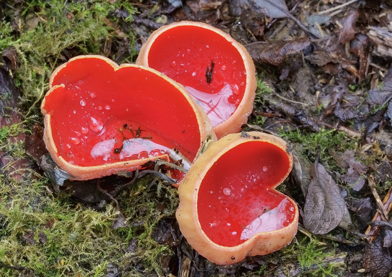  Scarlet Elfcup,  Sarcoscypha austriaca . 