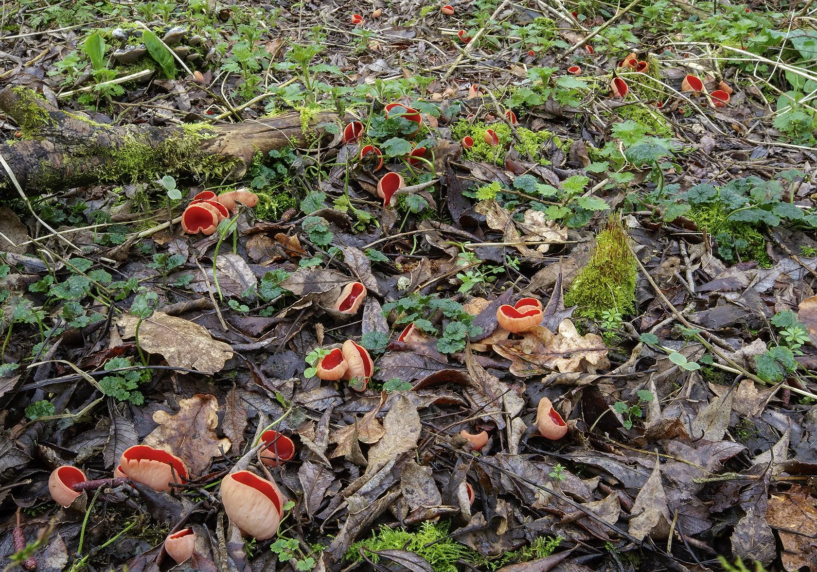  Scarlet Elfcup,  Sarcoscypha austriaca . 