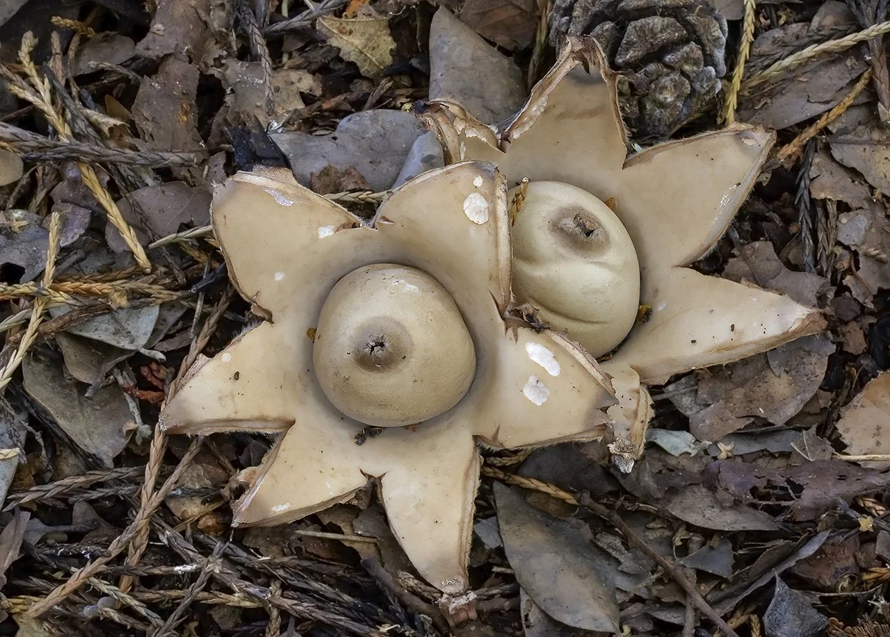  Collared Earthstar,  Geastrum triplex . 