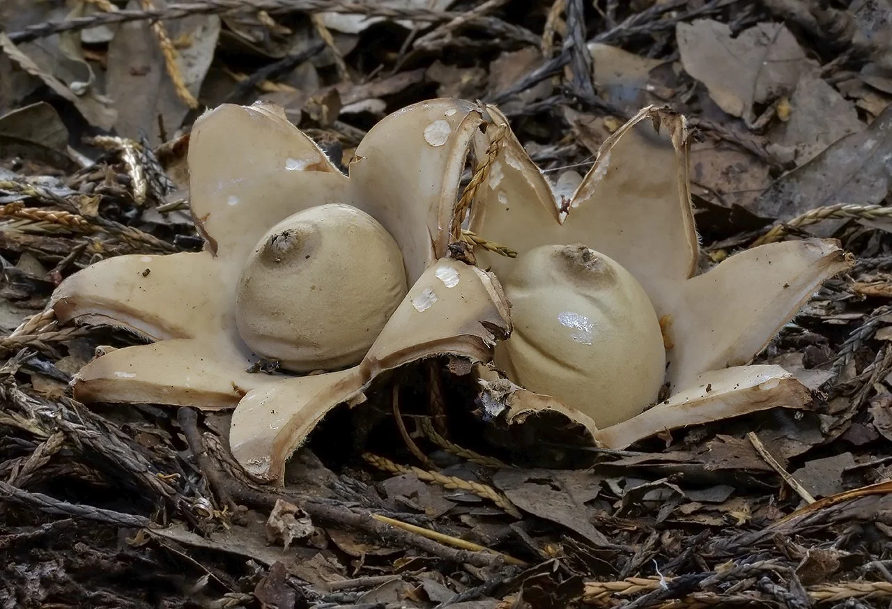  Collared Earthstar,  Geastrum triplex . 