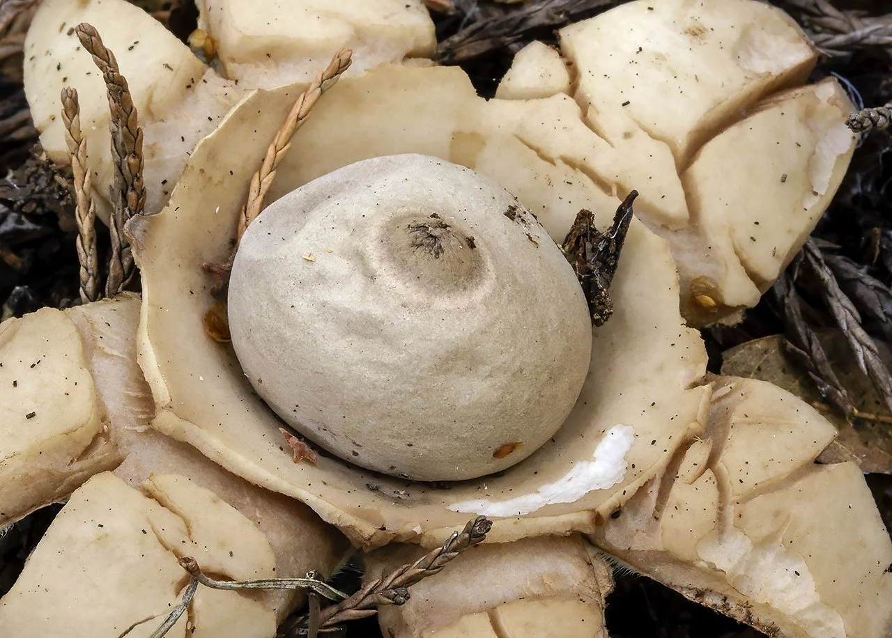  Collared Earthstar,  Geastrum triplex . 