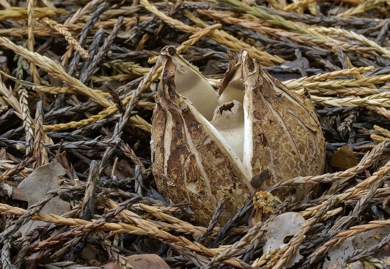  Collared Earthstar,  Geastrum triplex . 
