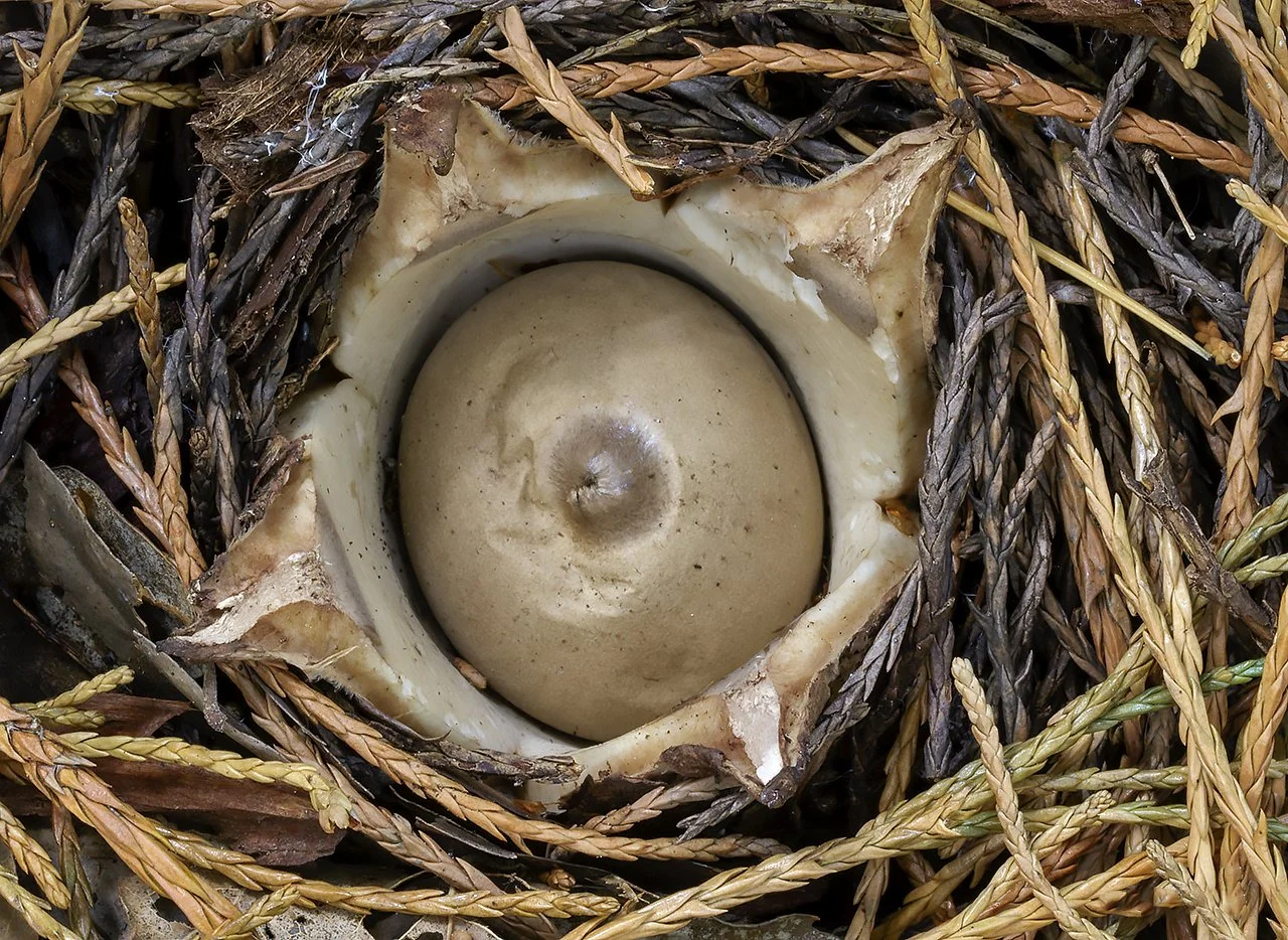  Collared Earthstar,  Geastrum triplex . 