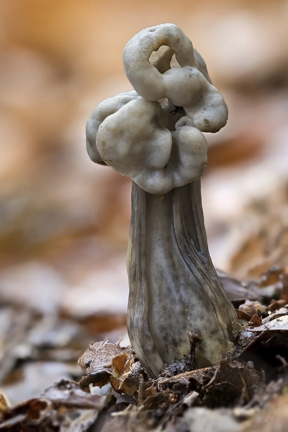  Elfin Saddle,  Helvella lacunosa . 