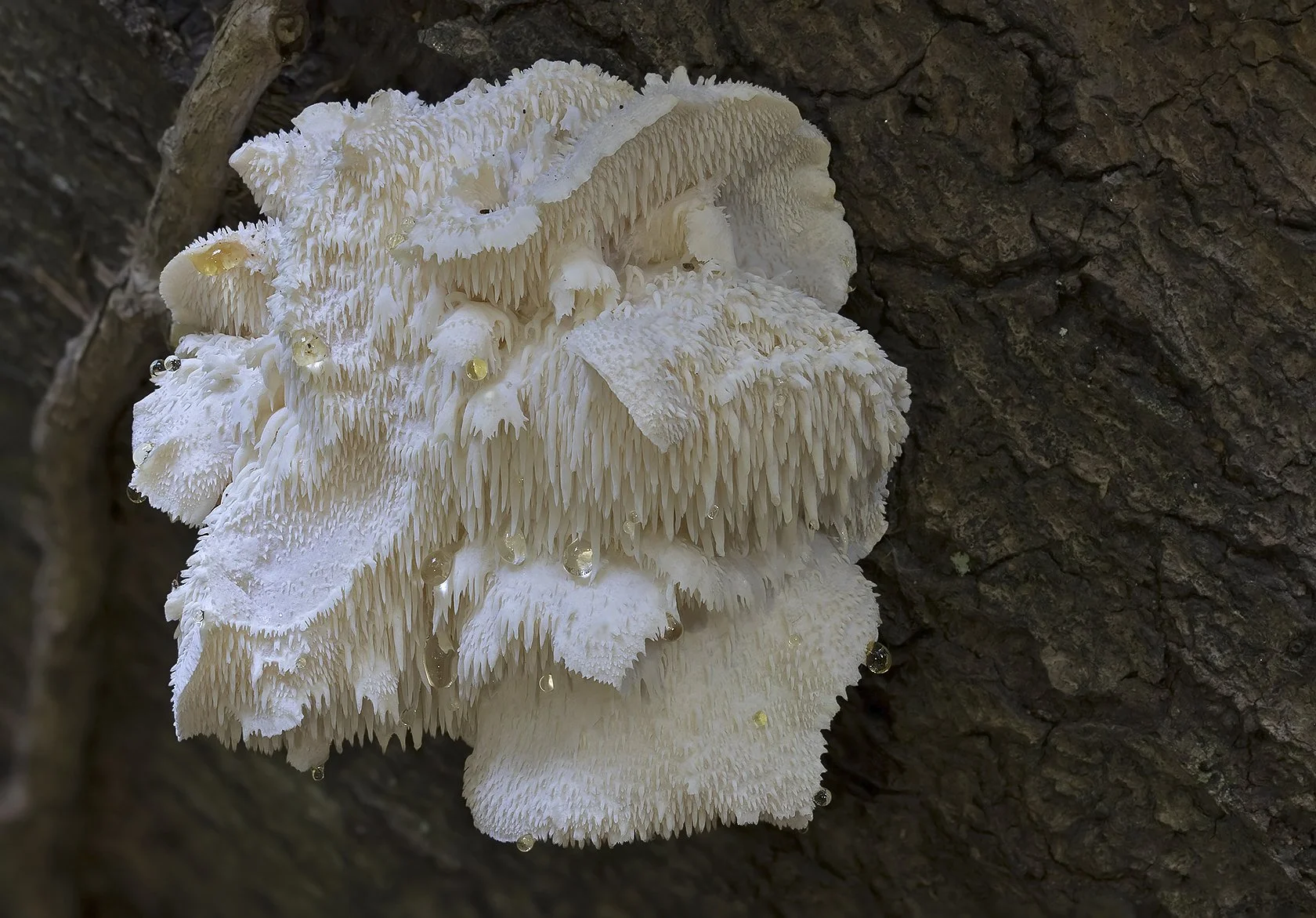  Tiered Tooth,  Hericium cirrhatum . 