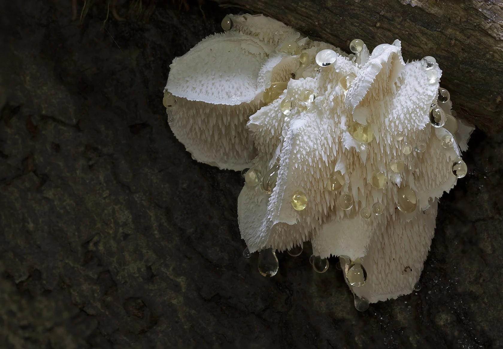  Tiered Tooth,  Hericium cirrhatum . 