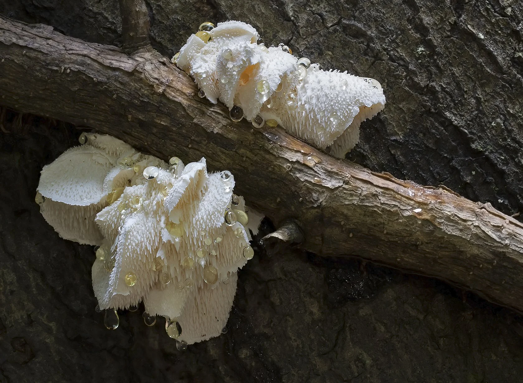  Tiered Tooth,  Hericium cirrhatum . 