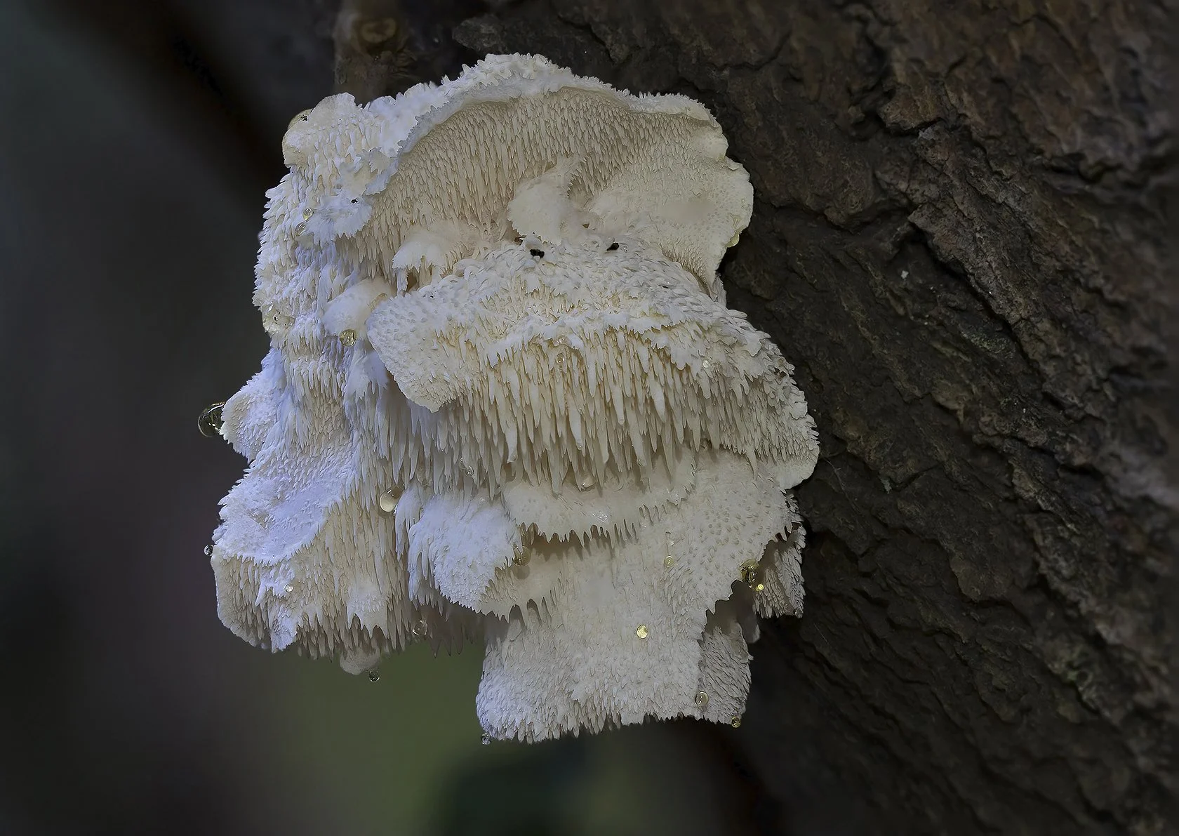  Tiered Tooth,  Hericium cirrhatum . 