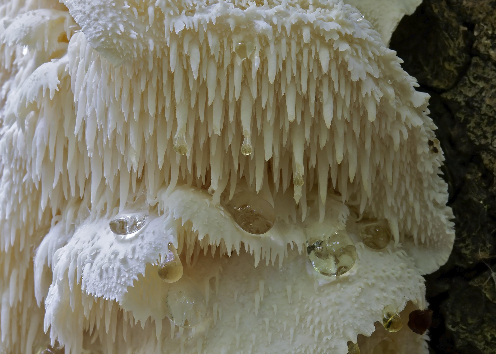  Tiered Tooth,  Hericium cirrhatum . 