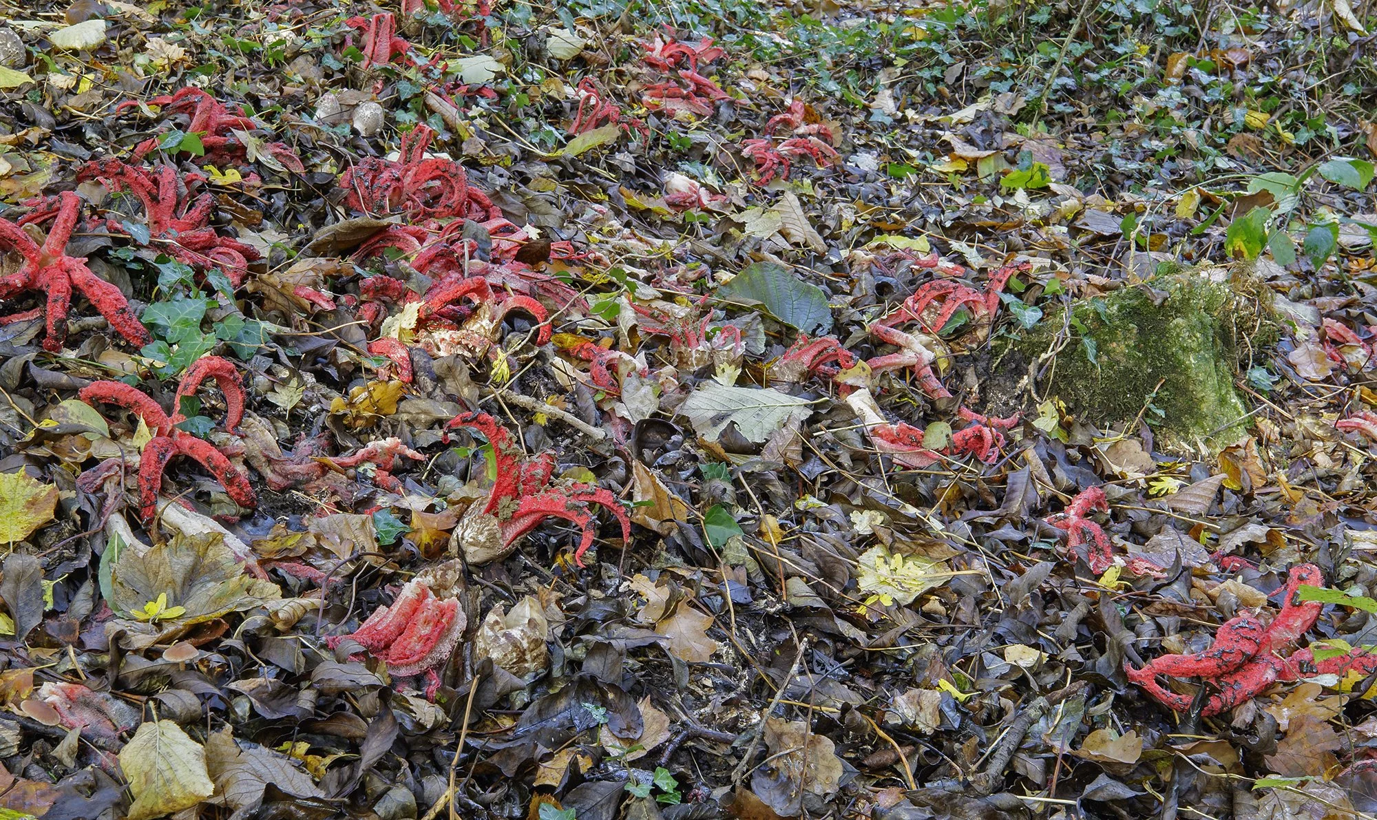  Devil’s Fingers,  Clathrus archeri . 