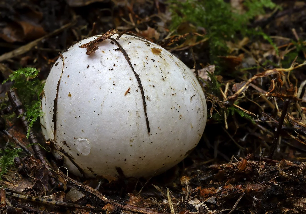  Starfish Stinkhorn,&nbsp; Aseroë rubra . 