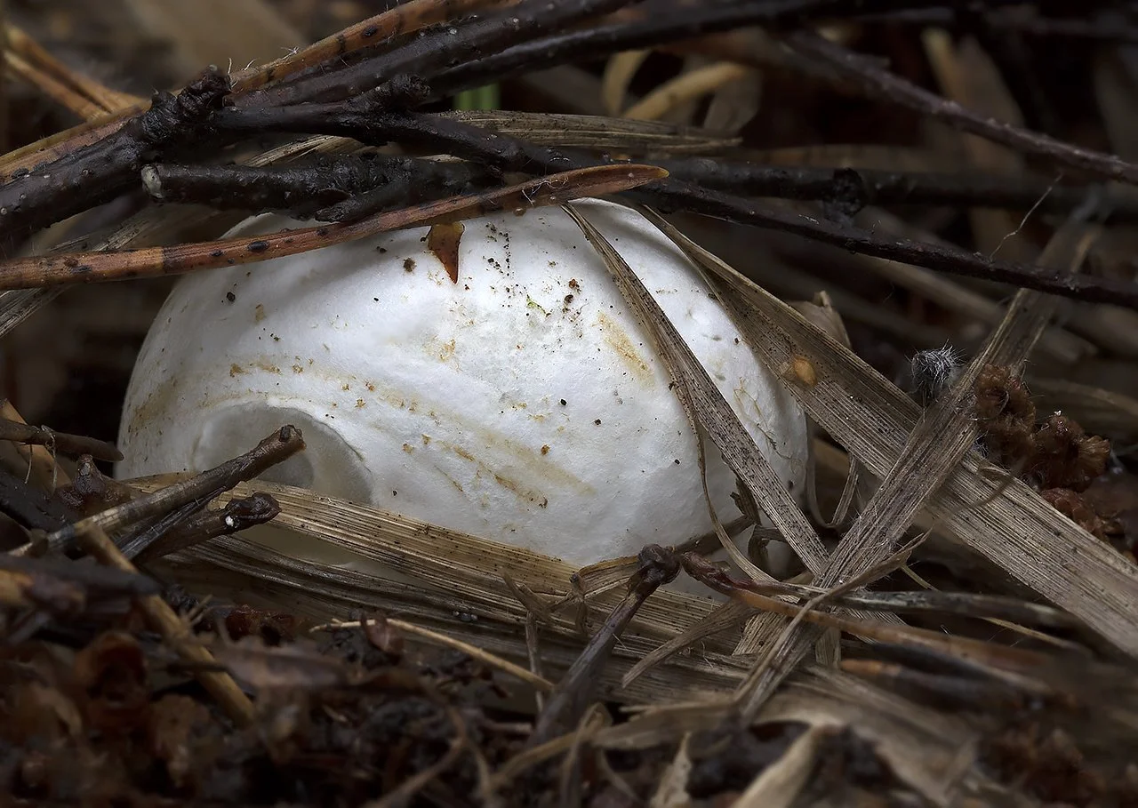  Starfish Stinkhorn,&nbsp; Aseroë rubra . 