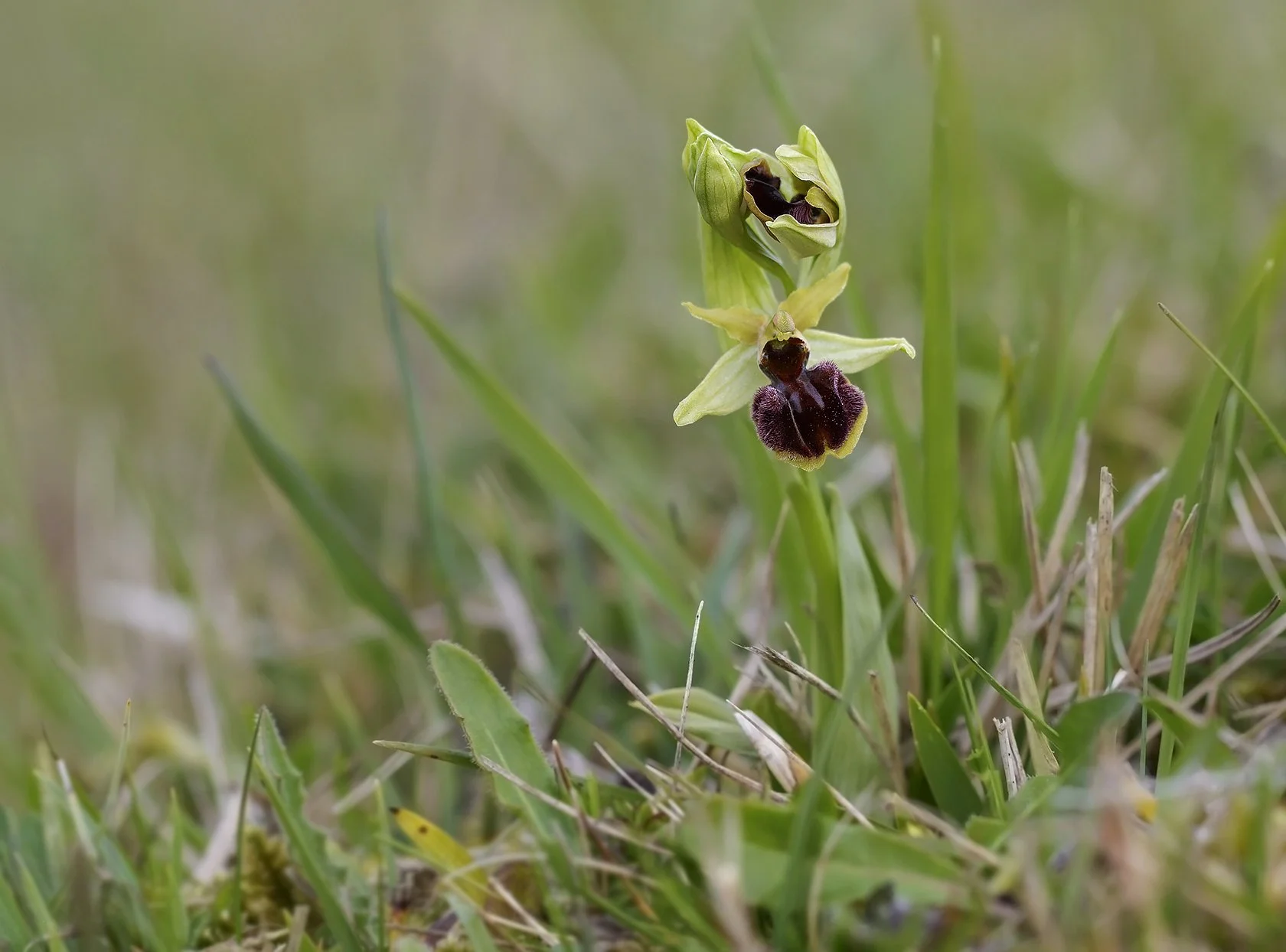  Early Spider-orchid,  Ophrys sphegodes . 