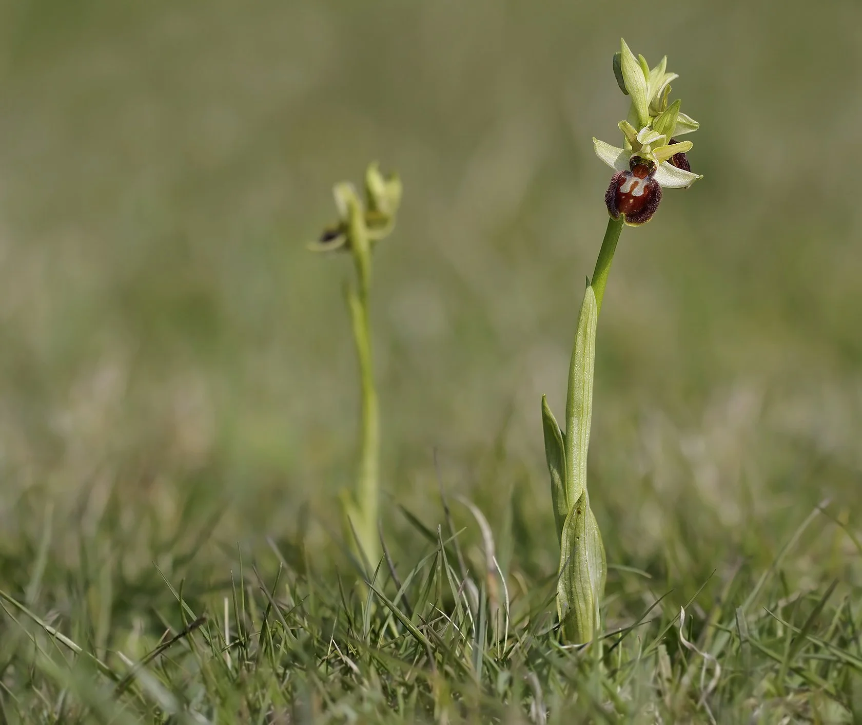  Early Spider-orchid,  Ophrys sphegodes . 