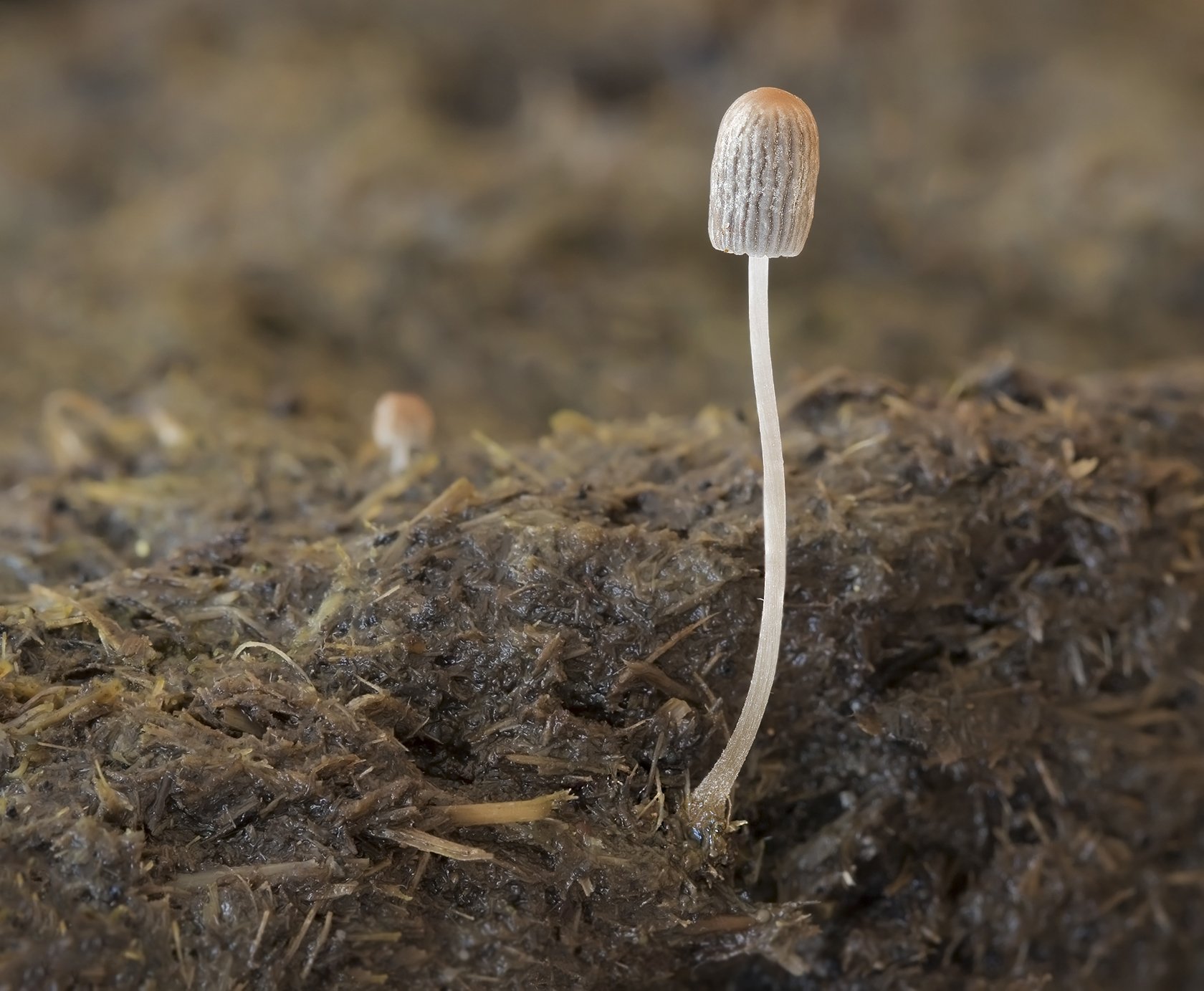  Least Inkcap,  Parasola misera . 