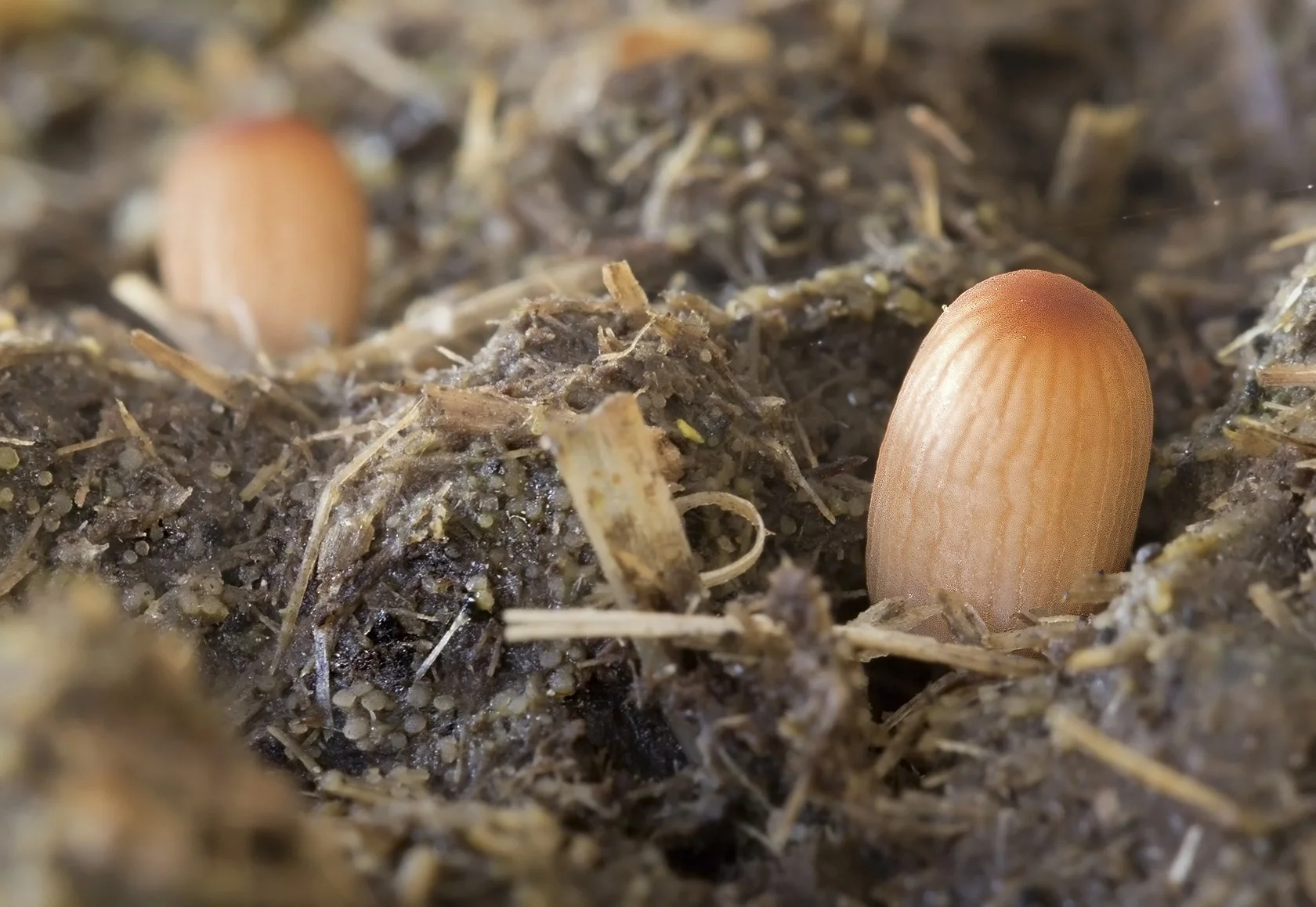  Least Inkcap,  Parasola misera . 
