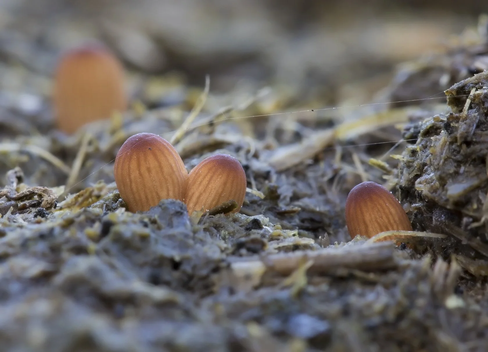  Least Inkcap,  Parasola misera . 