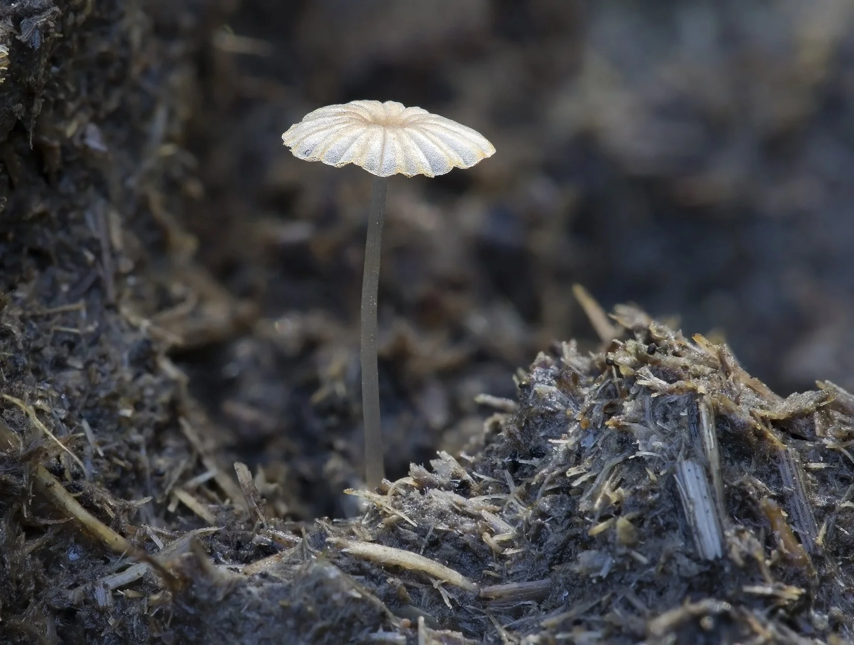  Least Inkcap,  Parasola misera . 
