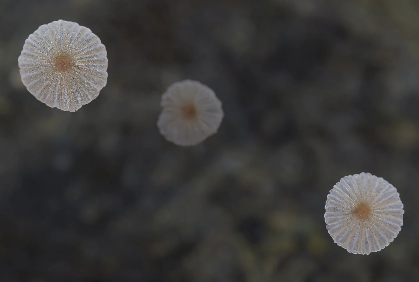  Least Inkcap,  Parasola misera . 