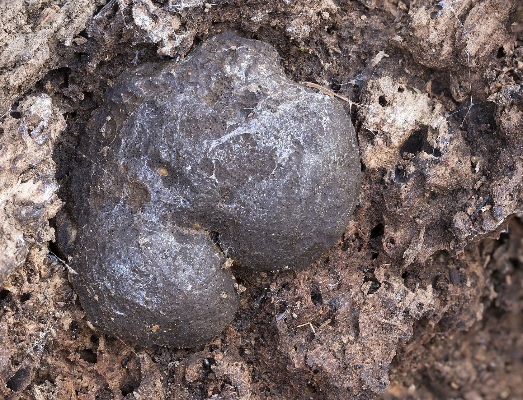 False Puffball,  Reticularia lycoperdon . 