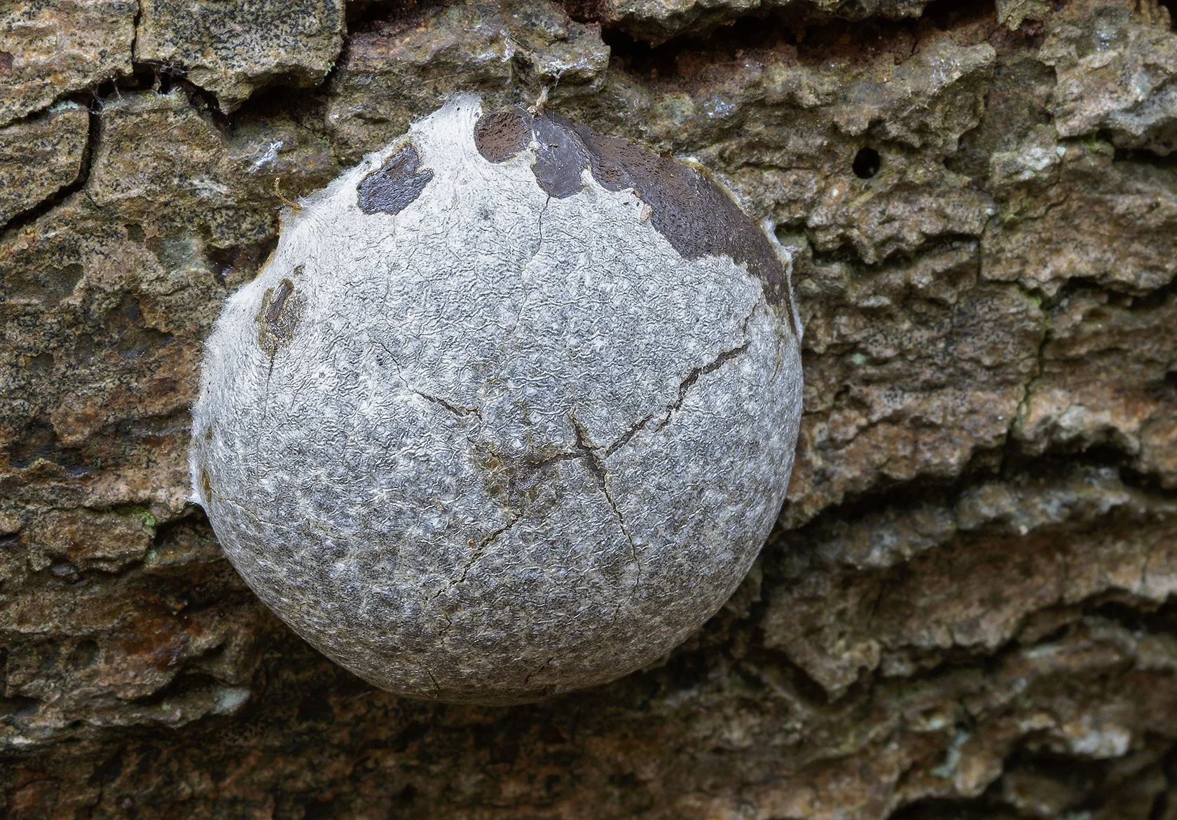  False Puffball,  Reticularia lycoperdon . 