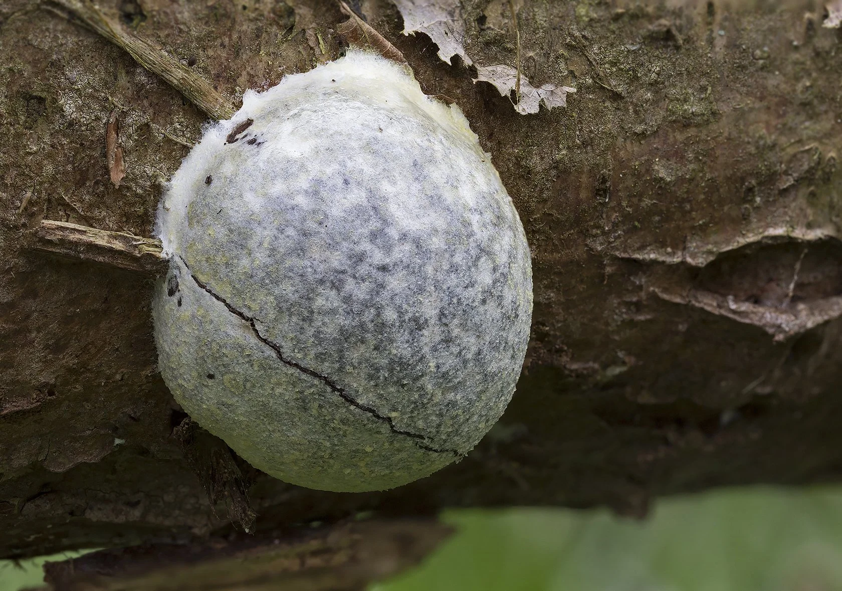  False Puffball,  Reticularia lycoperdon . 