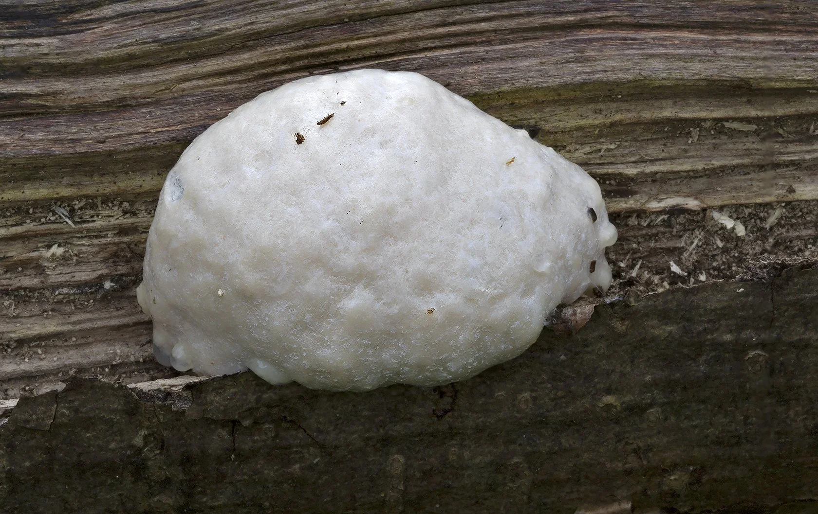  False Puffball,  Reticularia lycoperdon . 