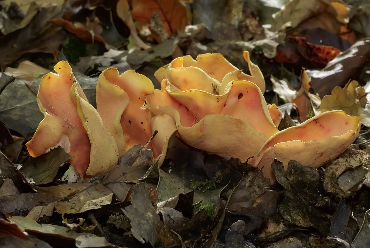  Hare's Ear,  Otidea onotica . 