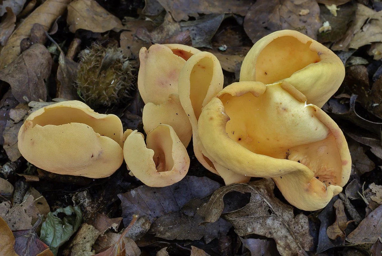  Hare's Ear,  Otidea onotica . 