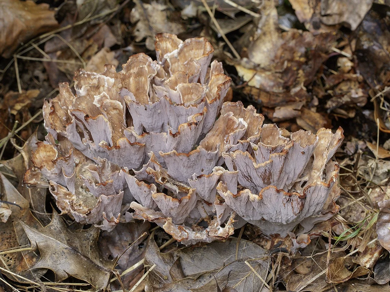  Zoned Rosette,  Podoscypha multizonata . 