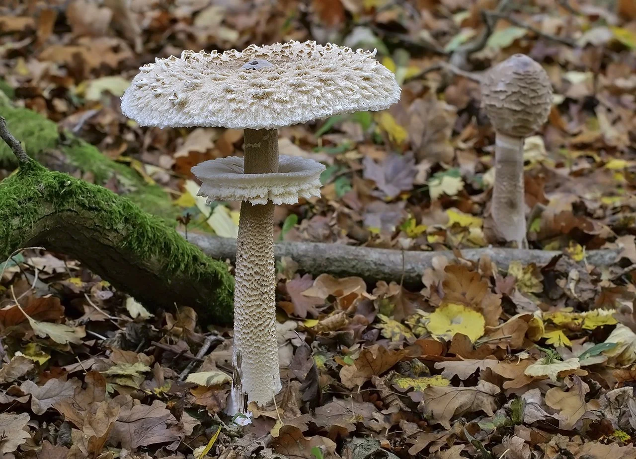  Parasol,  Macrolepiota procera  var.  procera . 