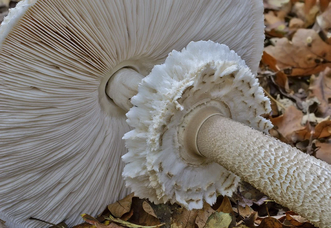  Parasol,  Macrolepiota procera  var.  procera . 