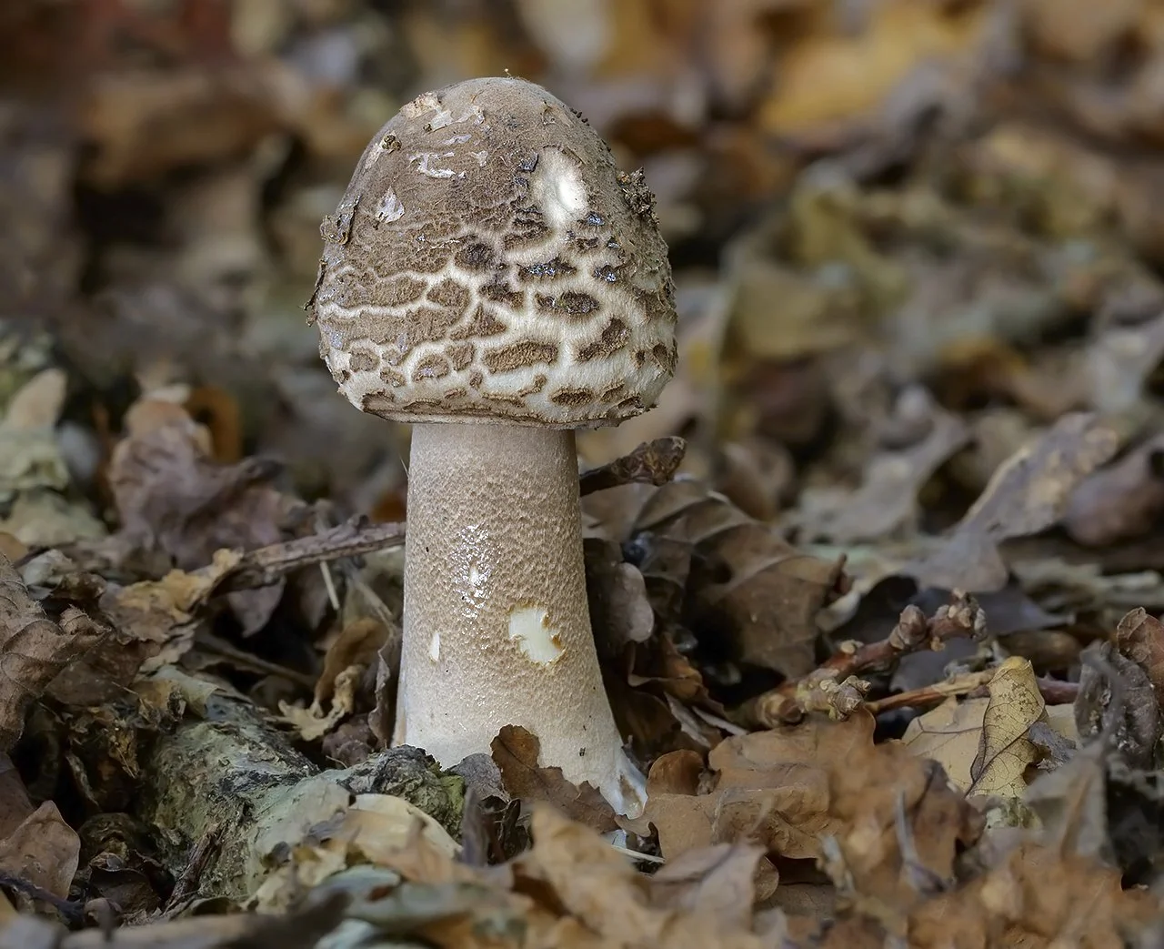  Parasol,  Macrolepiota procera  var.  procera . 