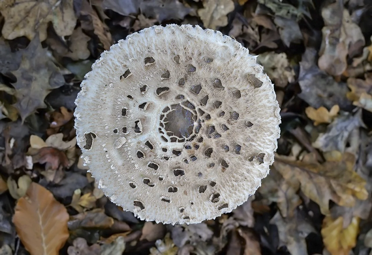  Parasol,  Macrolepiota procera  var.  procera . 
