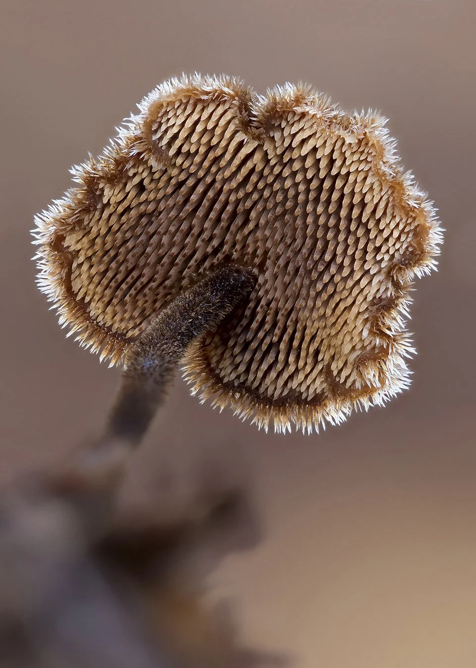  Earpick Fungus,  Auriscalpium vulgare . 