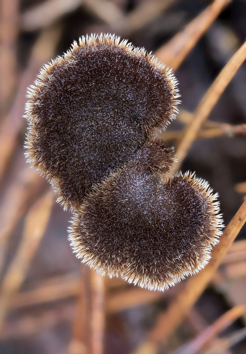  Earpick Fungus,  Auriscalpium vulgare . 