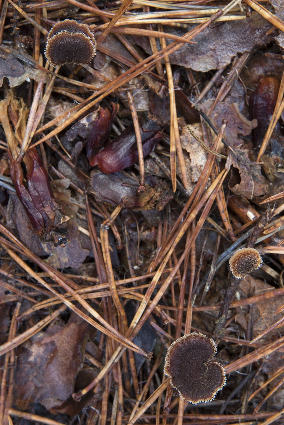 Earpick Fungus,  Auriscalpium vulgare . 