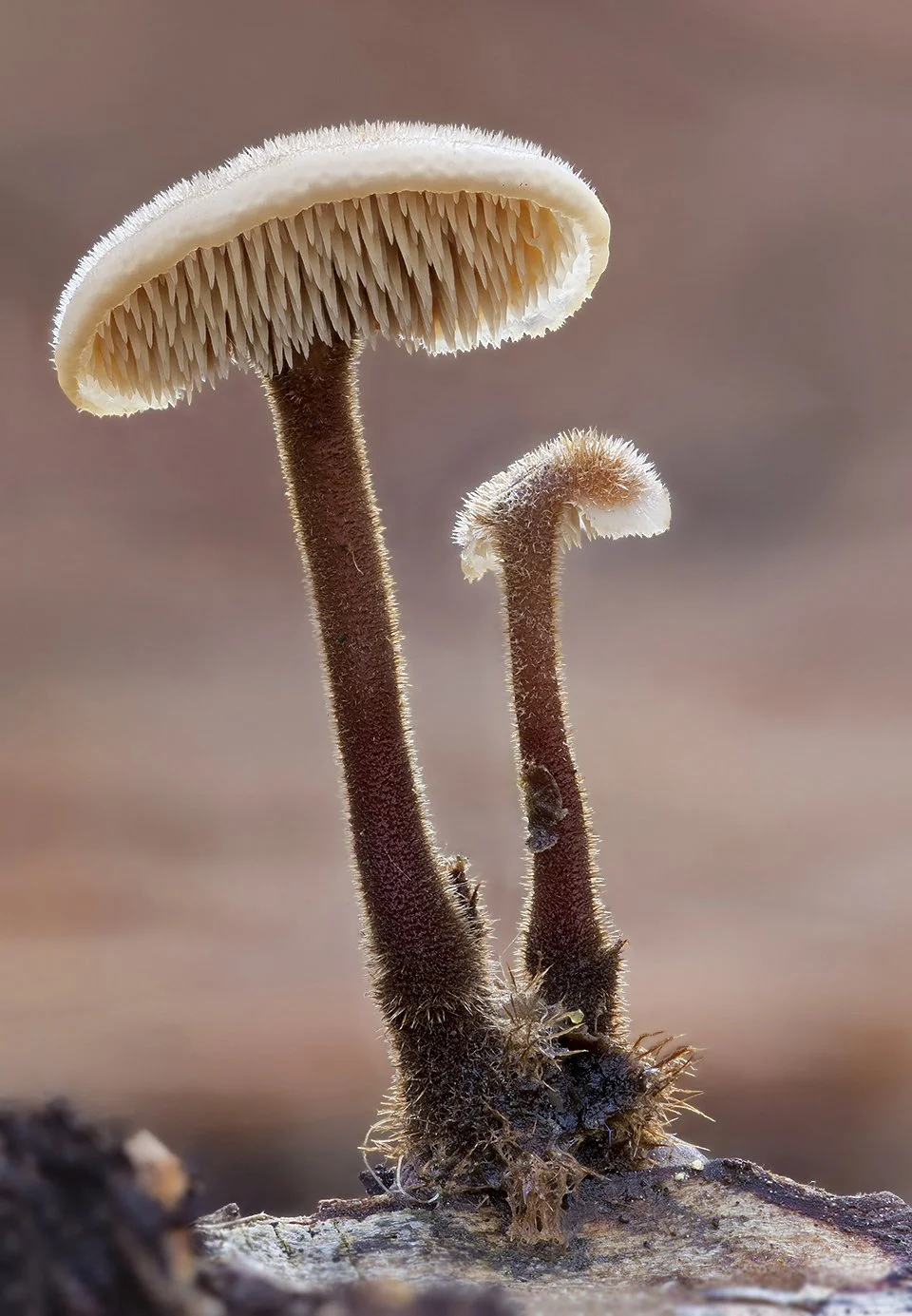  Earpick Fungus,  Auriscalpium vulgare . 