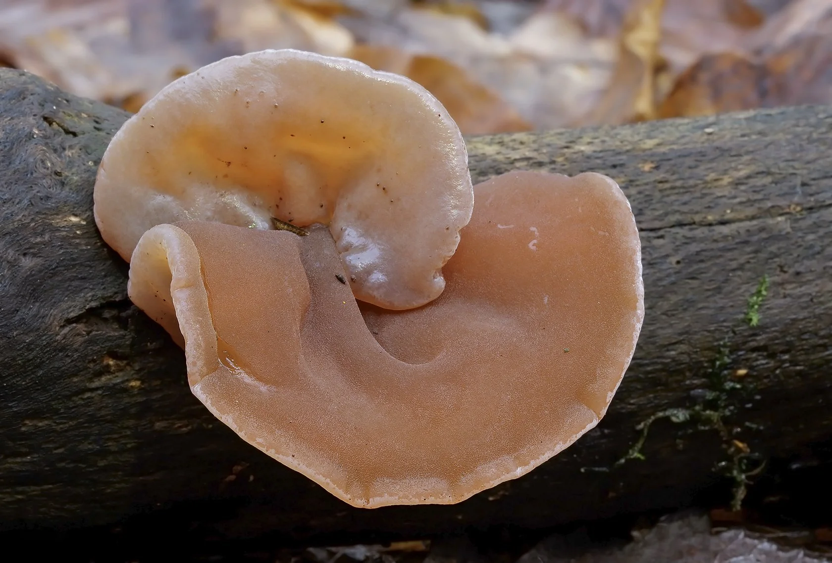  Jelly Ear,  Auricularia auricula-judae . 