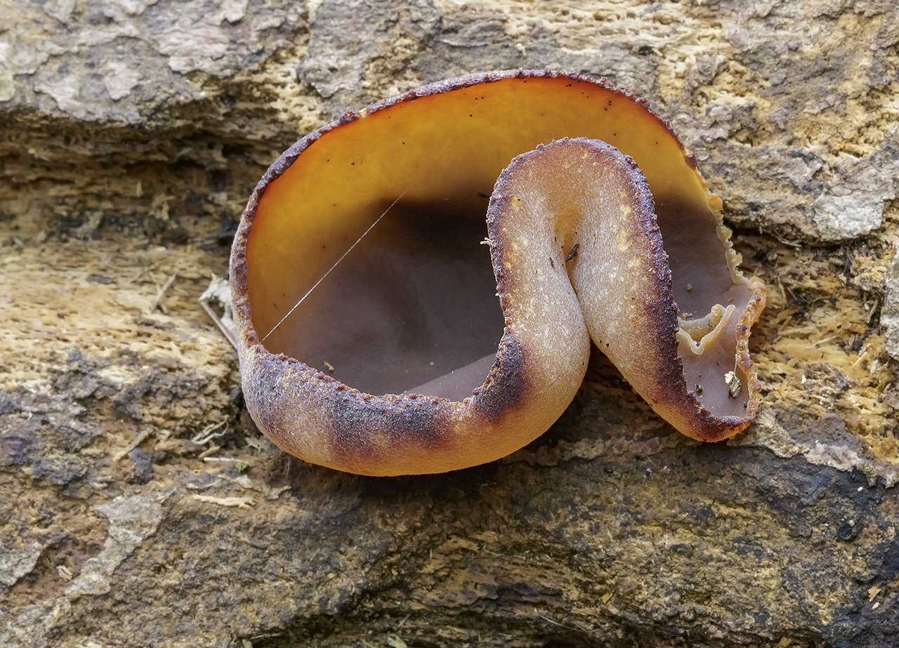  Layered Cup,  Peziza varia sensu stricto.  