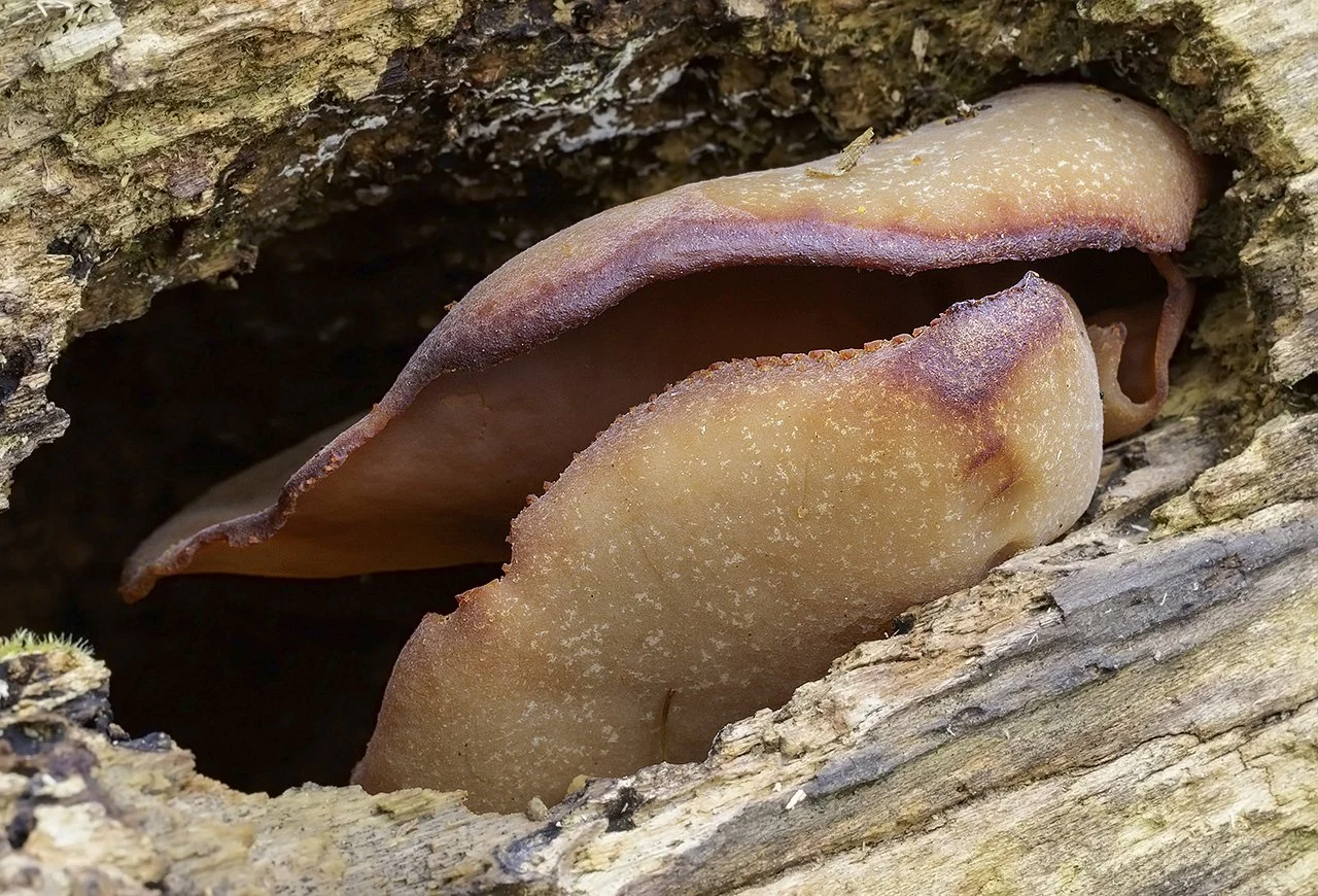  Layered Cup,  Peziza varia sensu stricto.  