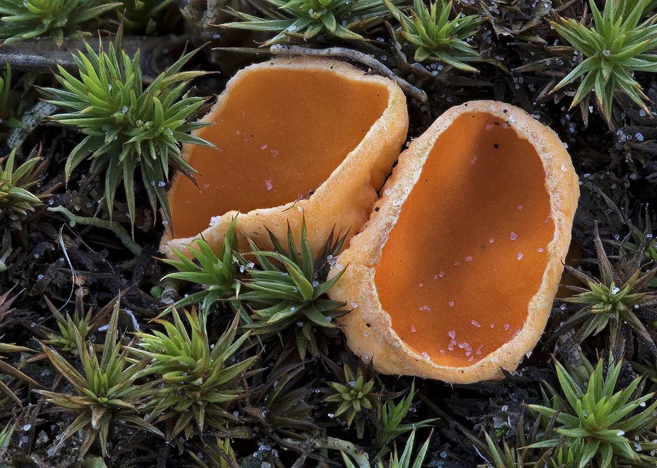   Neottiella rutilans . 