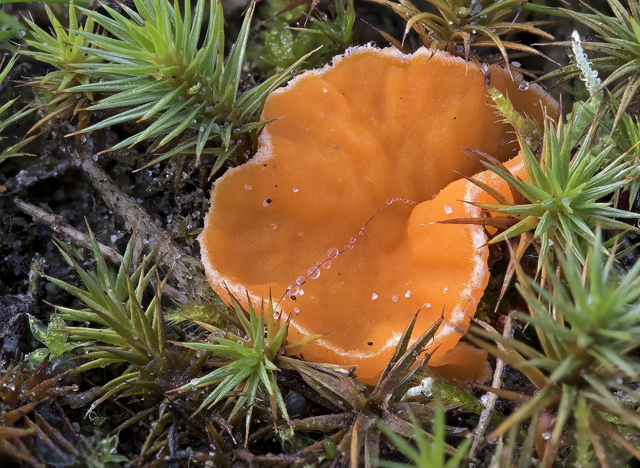   Neottiella rutilans.  