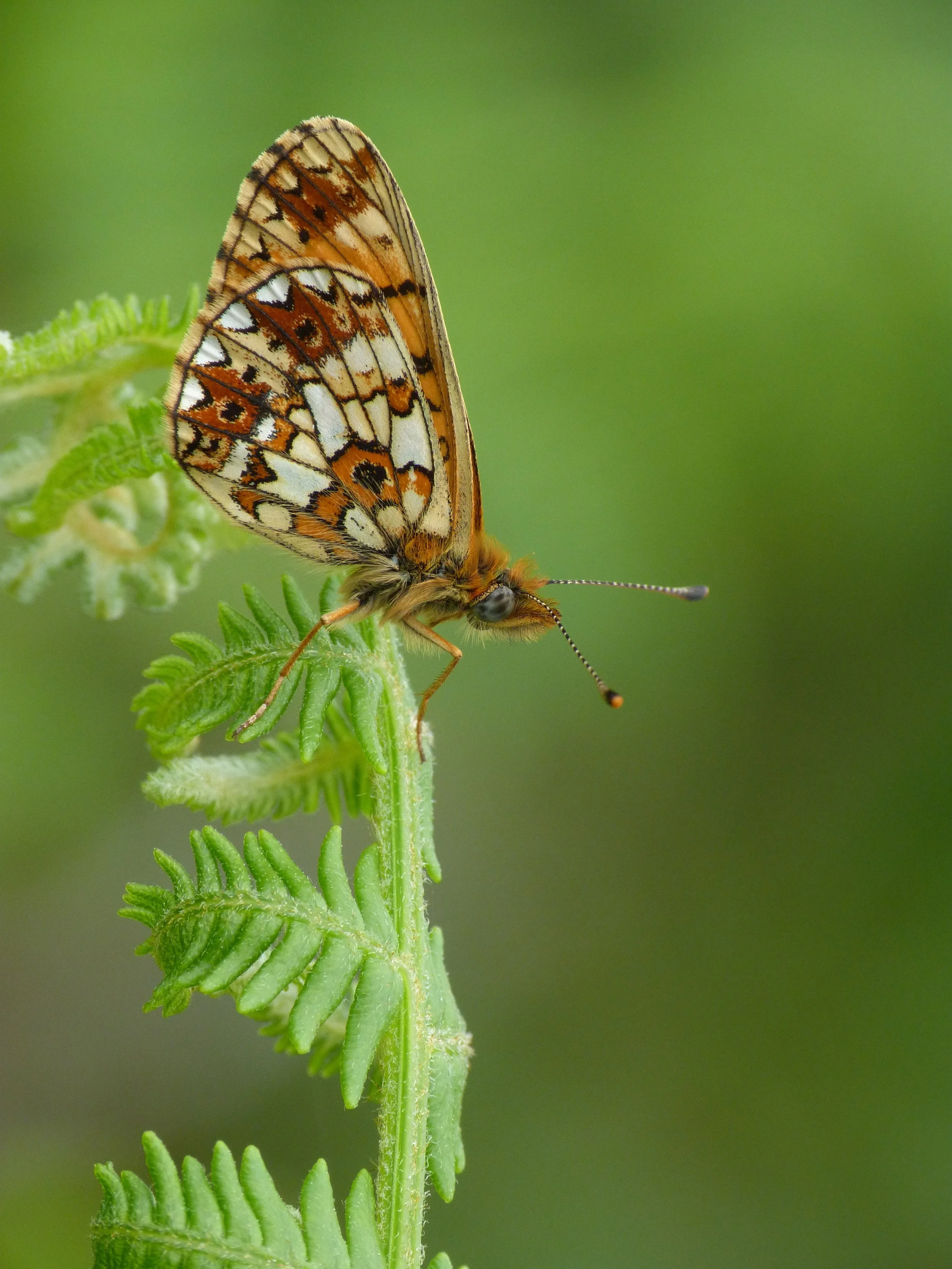  Small Pearl-bordered Fritillary,  Boloria selene  (male). 