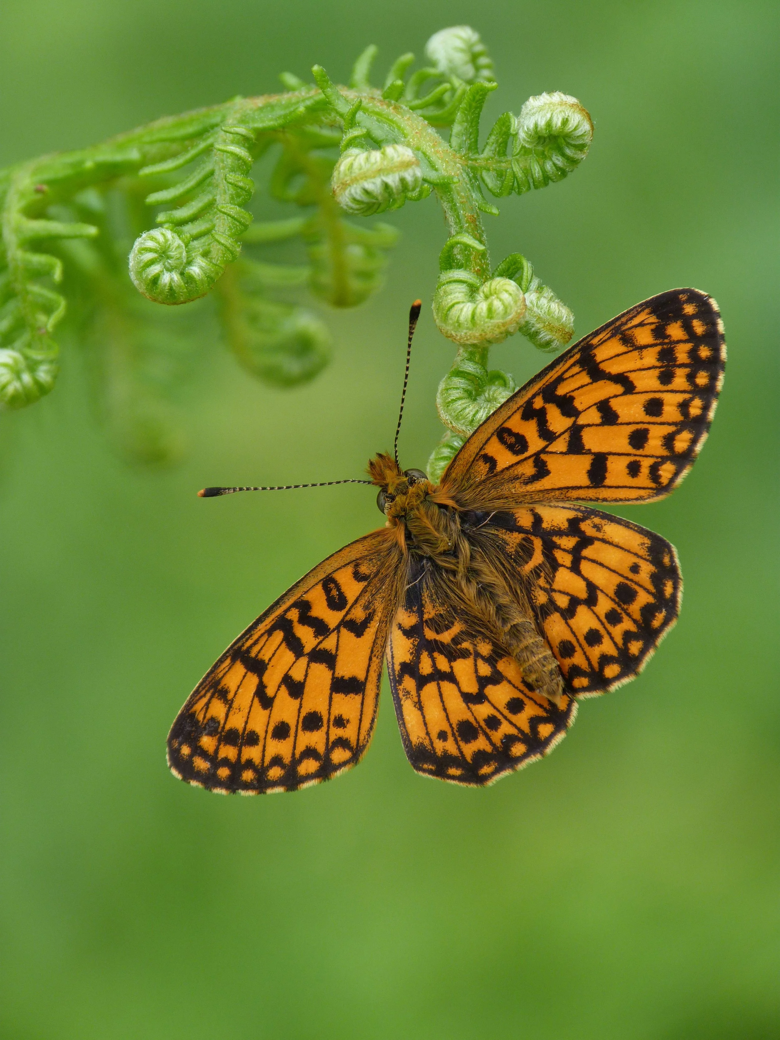  Small Pearl-bordered Fritillary,  Boloria selene  (male). 