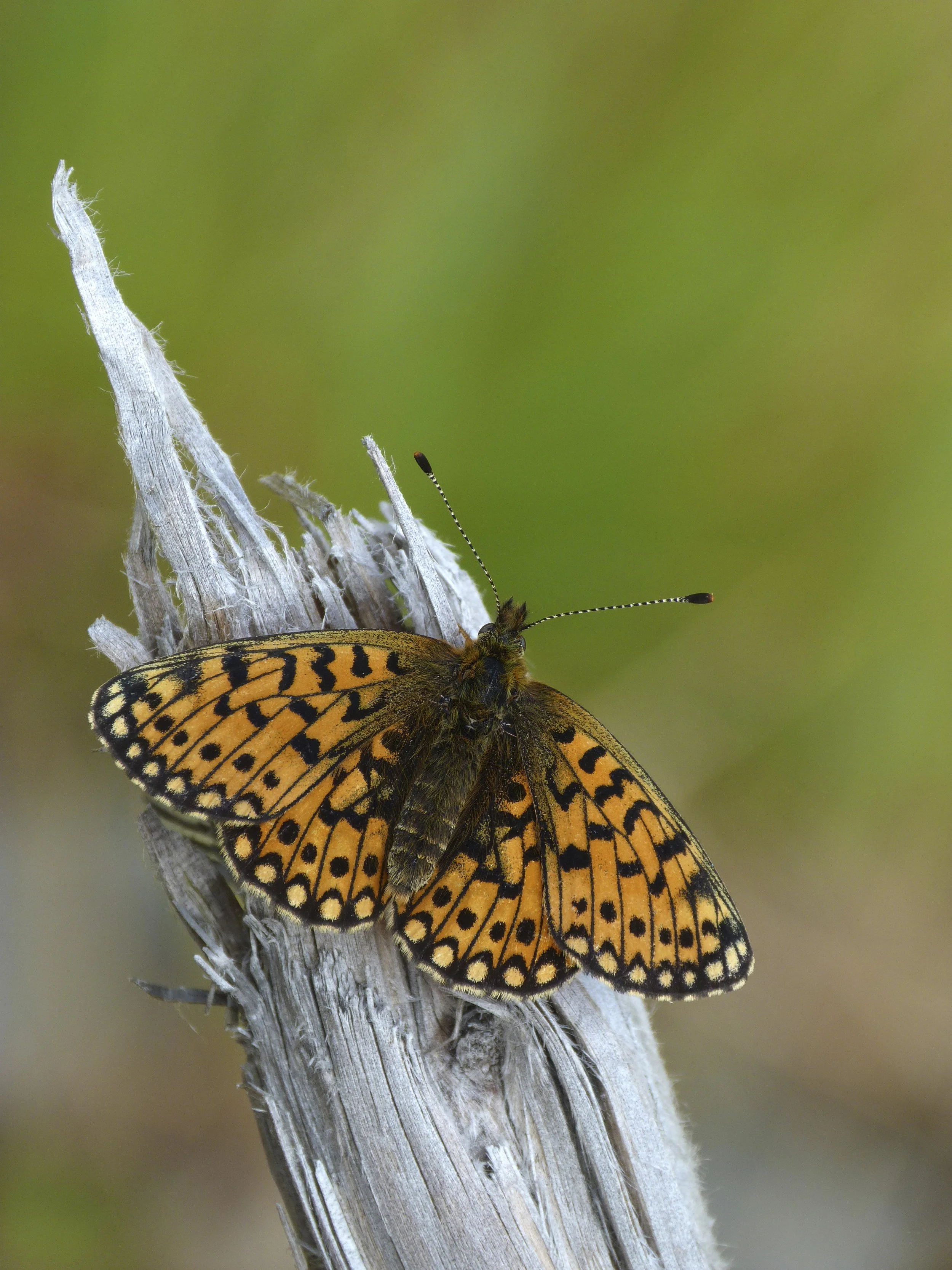  Small Pearl-bordered Fritillary,  Boloria selene  (female). 