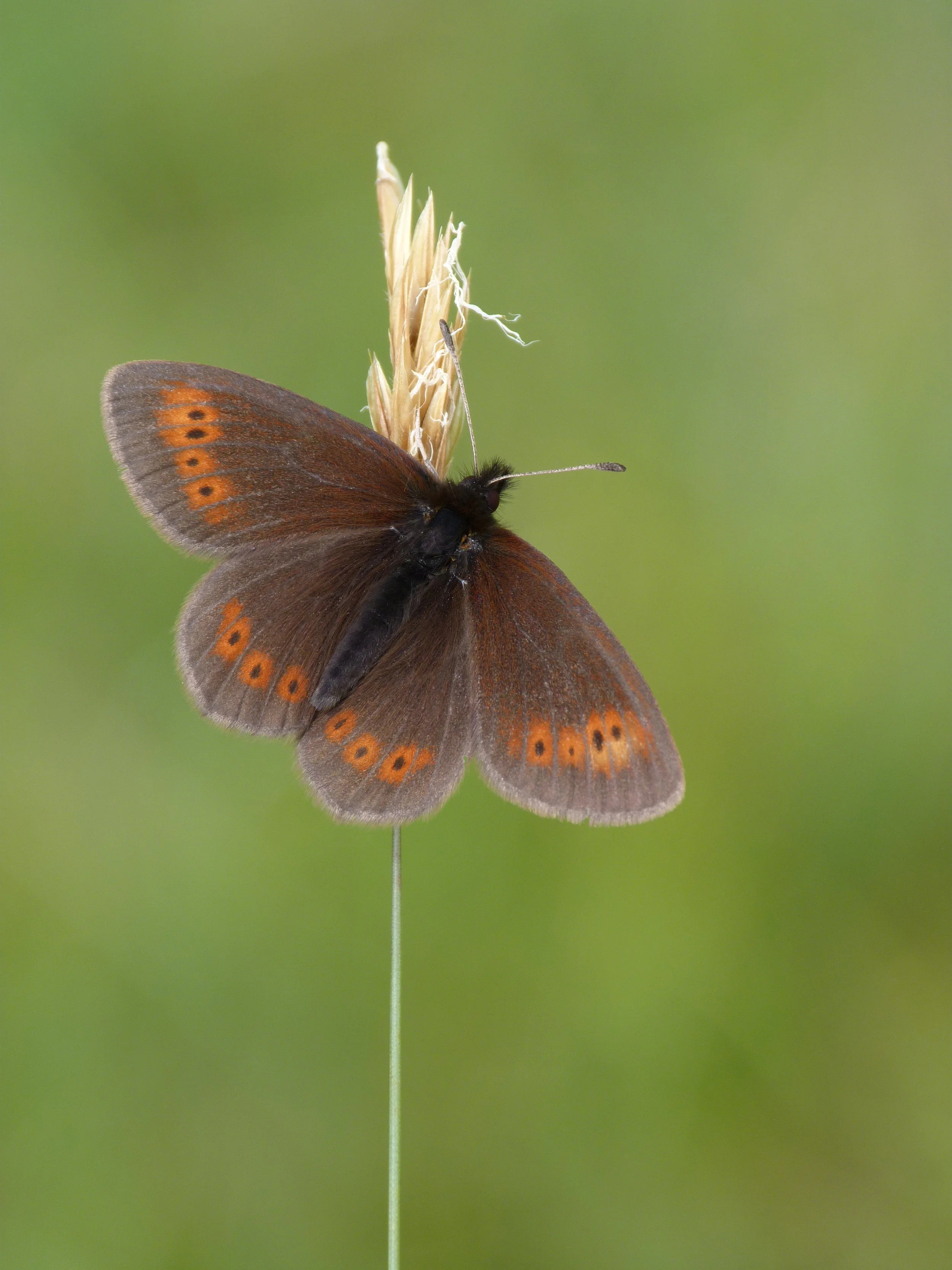  Mountain Ringlet,  Erebia epiphron.  